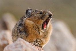 Pika de 20 centímetros está sob ameaça de extinção