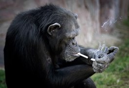 Fotos chocantes mostram chimpanzé fumando em zoo na Coreia do Norte