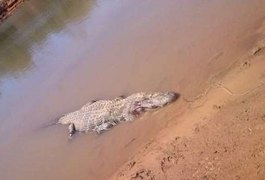 Jacaré pode ter engolido pescador desaparecido na sexta