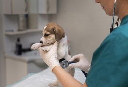 Ufal abre inscrições para Pós-graduação em Práticas Hospitalares Veterinárias