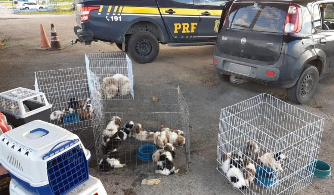 PRF de Sergipe resgata mais de vinte filhotes de Shih-Tzu que seriam entregues a Pet Shop de Arapiraca