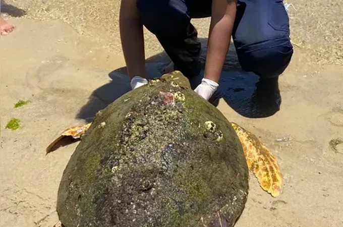 Tartaruga-cabeçuda é resgatada após encalhar na Praia do Saco, em Marechal Deodoro