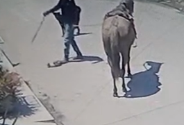 VÍDEO: Homem chuta gato ferido e dá chicotada para matá-lo em loteamento de Arapiraca