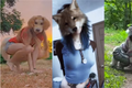 Entenda o que é uma pessoa therian, movimento de quem se identifica com animais