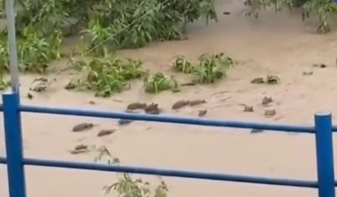 VÍDEO: Correnteza arrasta capivaras em Paudalho, no interior de Pernambuco