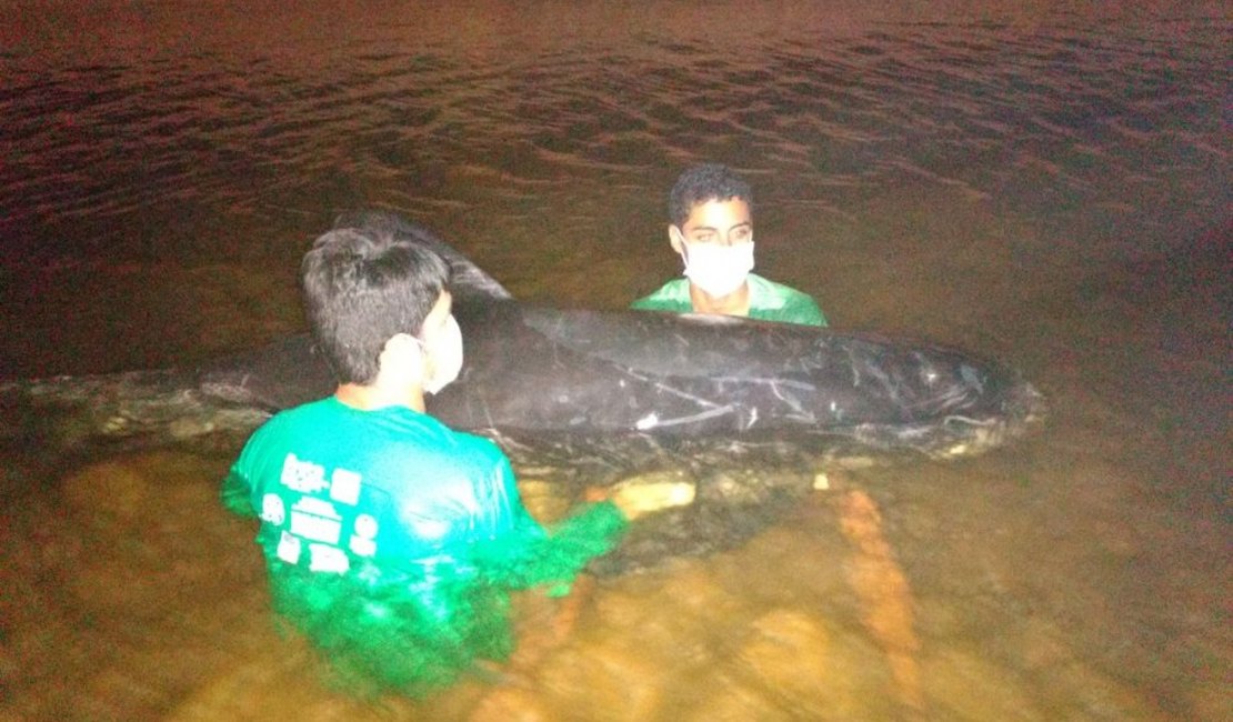 Biólogos tentam resgatar baleia encalhada na praia da Lagoa do Pau