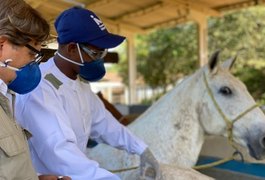 Soros produzidos por cavalos têm anticorpos potentes para covid-19