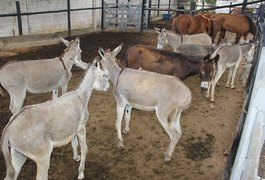 Mais de 200 animais de grande porte foram capturados somente este ano nas ruas de Arapiraca