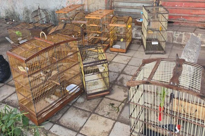 Em combate a crimes ambientais, operação da PM apreende 35 aves silvestres em feira de Maceió