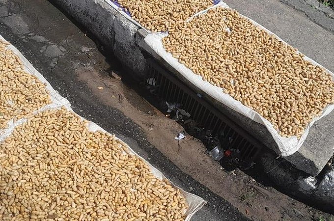 Fiscalização apreende 15kg de amendoim com suspeita de contaminação por fezes e urina de rato, em Maceió