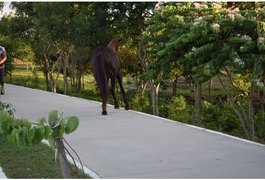 Prefeitura de Arapiraca vai recolher animais soltos em vias públicas