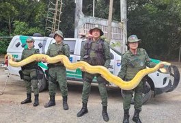 Cobra píton resgatada em chácara onde houve chacina em Arapiraca é espécie exótica da Ásia