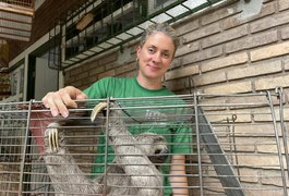 Inusitado: bicho-preguiça é resgatado em ônibus de Maceió