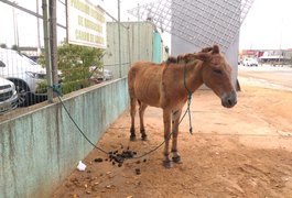 Cavalo é abandonado, amarrado ao muro do HEA, em Arapiraca