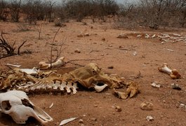 77 municípios de AL pedem decreto de emergência por conta da seca