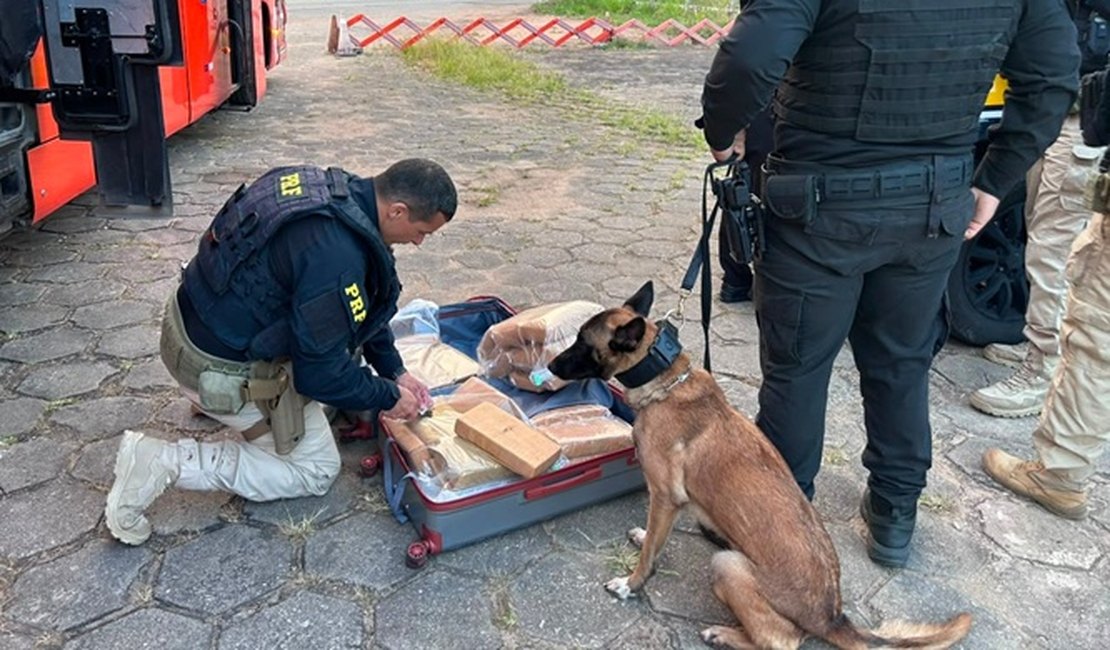Passageiro de ônibus interestadual é preso com 31,4 kg de maconha na BR-101 em São Sebastião