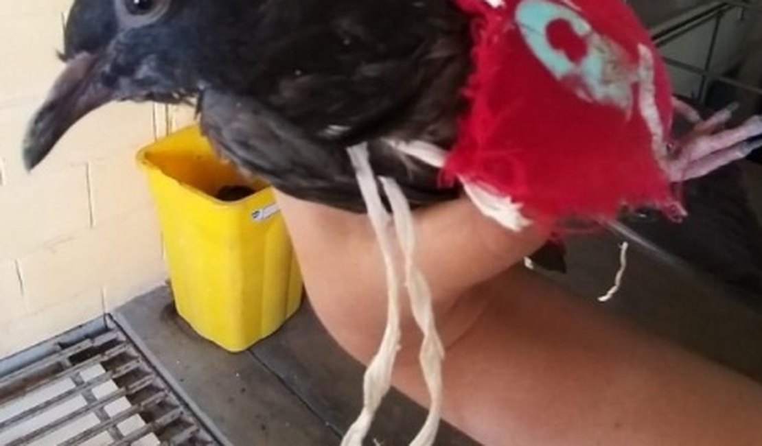 Pombo-correio do crime é capturado por agentes penitenciários em Maceió