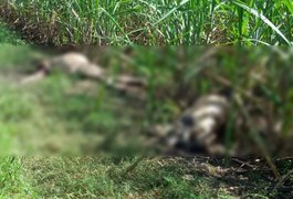 Dois corpos encontrados em canavial podem ser de comerciante e filho sequestrados em Maribondo