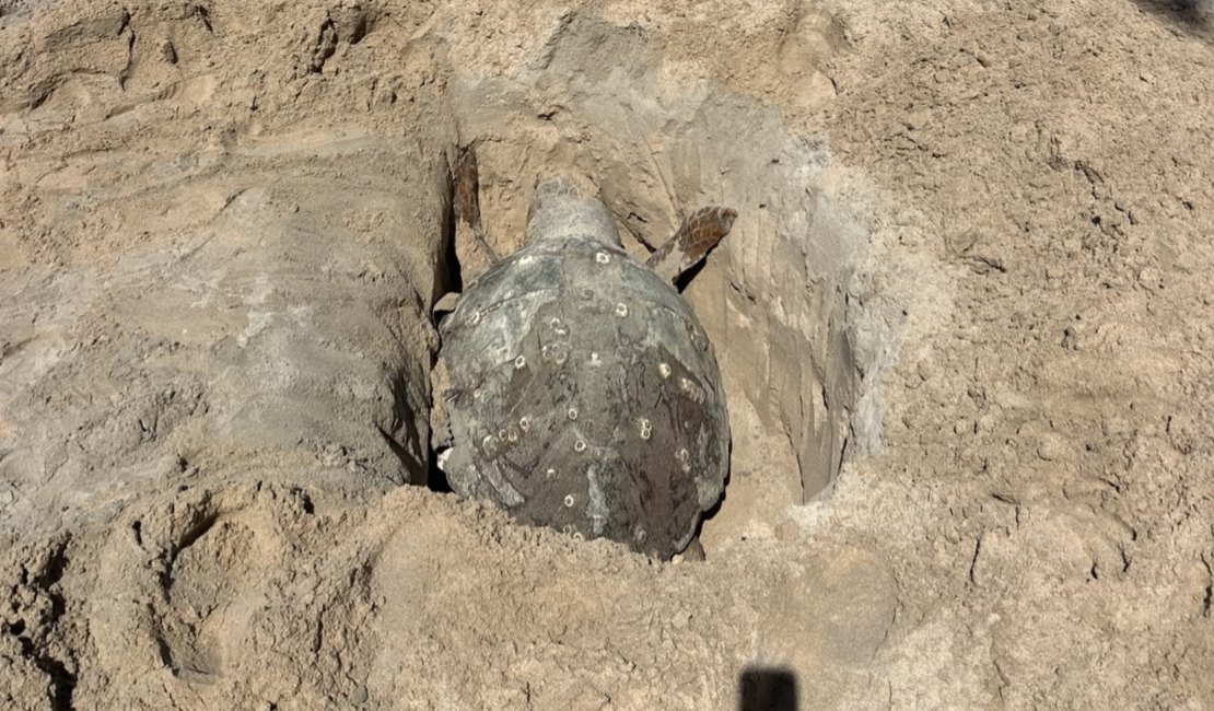Tartaruga-cabeçuda é encontrada morta na Praia de Ponta Verde, em Maceió