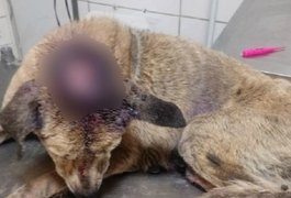 Cachorro com ferimentos graves é encontrado amarrado a poste em Maceió