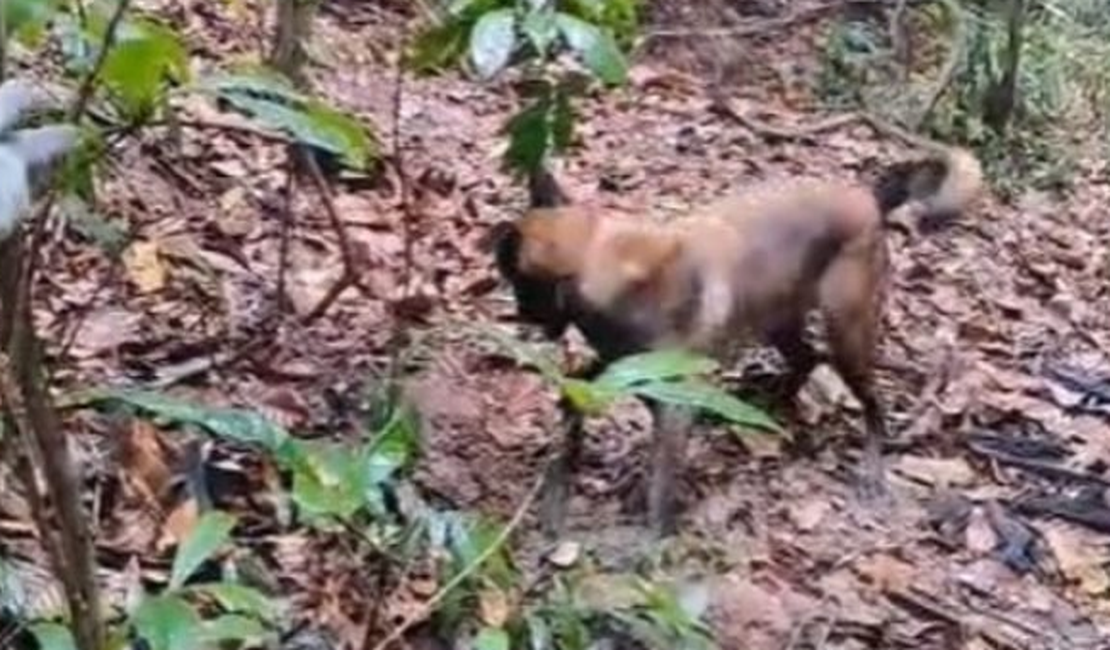 Cadáver de homem desaparecido é encontrado em cova rosa em Rio Largo