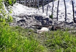 Grupo criminoso que matou três jovens em Maragogi tem integrantes de Alagoas e Pernambuco