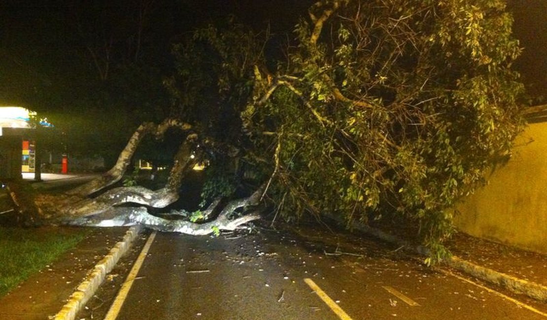 Chuva forte derruba árvore e atrapalha trânsito na Av. do Futuro em Arapiraca
