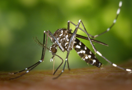 USP cria extrato que mata larvas do Aedes Aegypti