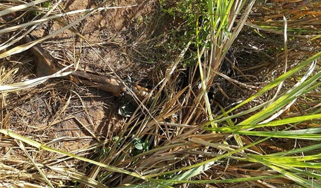 Cadáver com perfurações no crânio é encontrado no interior de Alagoas