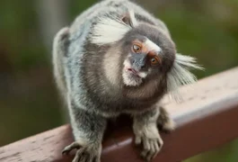 Sagui entra em farmácia e funcionários pedem ajuda dos bombeiros em Palmeira dos Índios