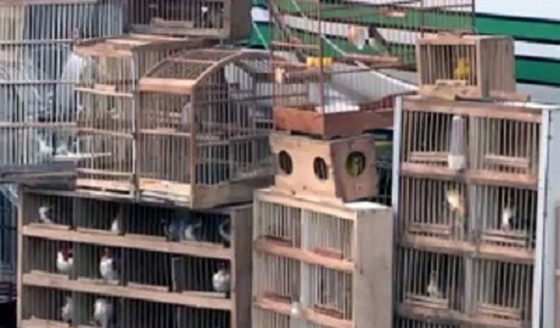 Batalhão Ambiental resgata 84 aves que seriam comercializadas em feiras livres em Alagoas