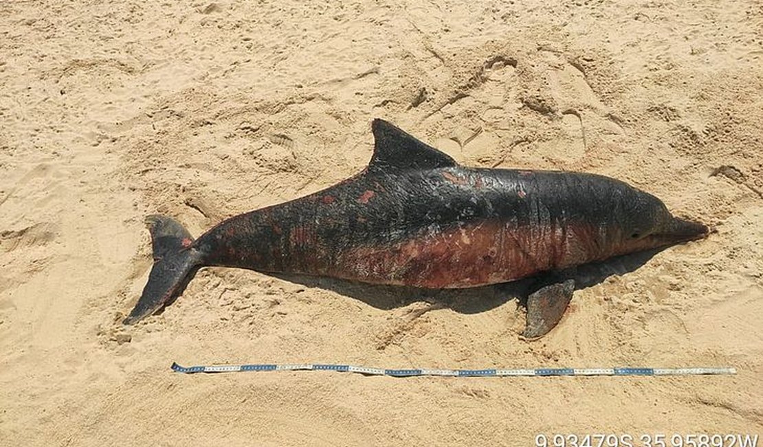 Golfinho é encontrado morto na região das falésias de Jequiá da Praia