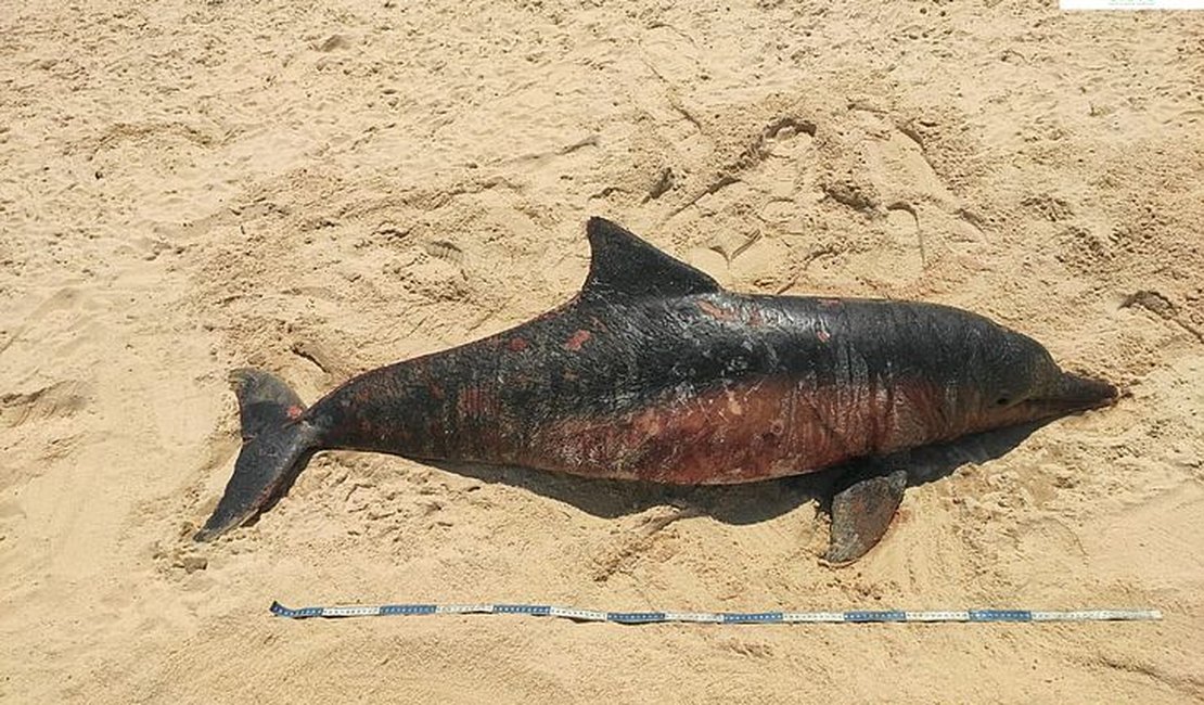 Golfinho é encontrado morto na região das falésias de Jequiá da Praia