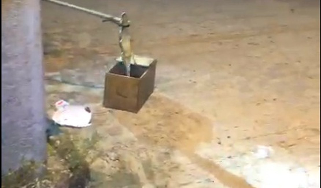 Bombeiros resgatam filhote de jacaré em Arapiraca; assista