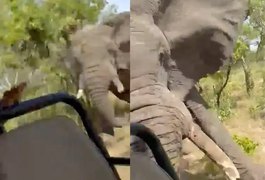 Elefante mata turista de 80 anos, fere cinco e destrói jipe em safari na África