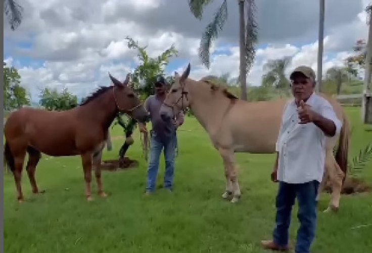 Prefeito é internado após levar coice de égua no maxilar no Mato Grosso