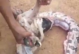 Jiboia de seis metros engole carneiro e assusta moradores no Agreste alagoano