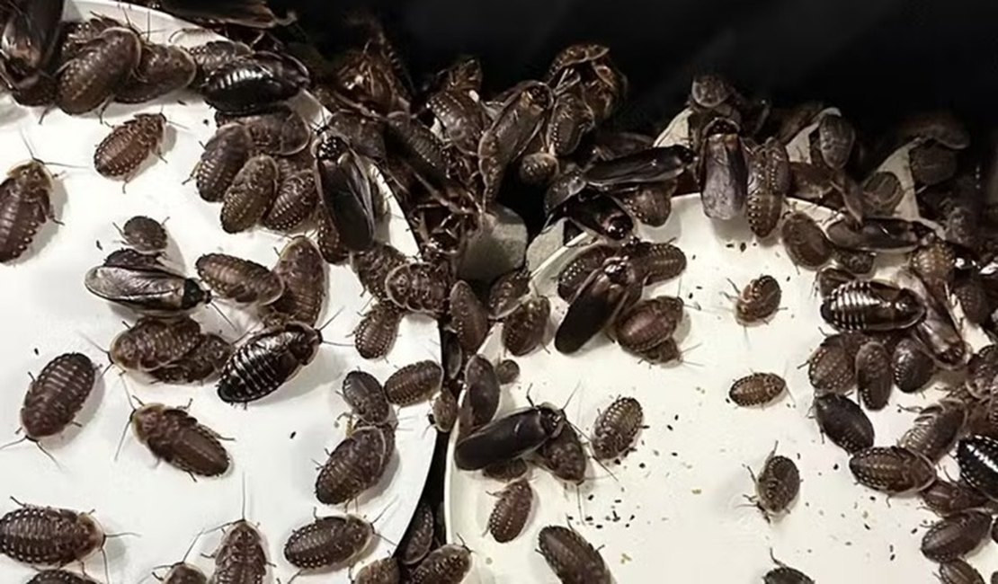 Mais de 100 mil baratas avaliadas em aproximadamente R$ 700 mil são apreendidas na Austrália