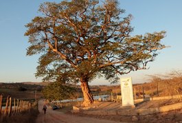 Arapiraca completa 94 anos de uma história de progresso que consolida o título de Capital do Agreste