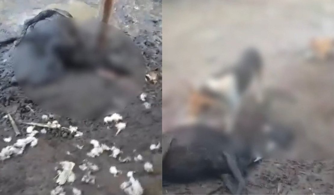 Ataque brutal a ovelhas mobiliza polícia e assusta moradores do interior alagoano