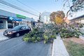 Árvore antiga cai na Avenida Deputada Ceci Cunha e interdita trânsito em Arapiraca