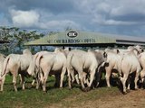 Com 100% de liquidez, 25º Leilão IBC confirma força da genética Nelore alagoana