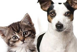 Feira de adoção de cães e gatos acontece no próximo domingo