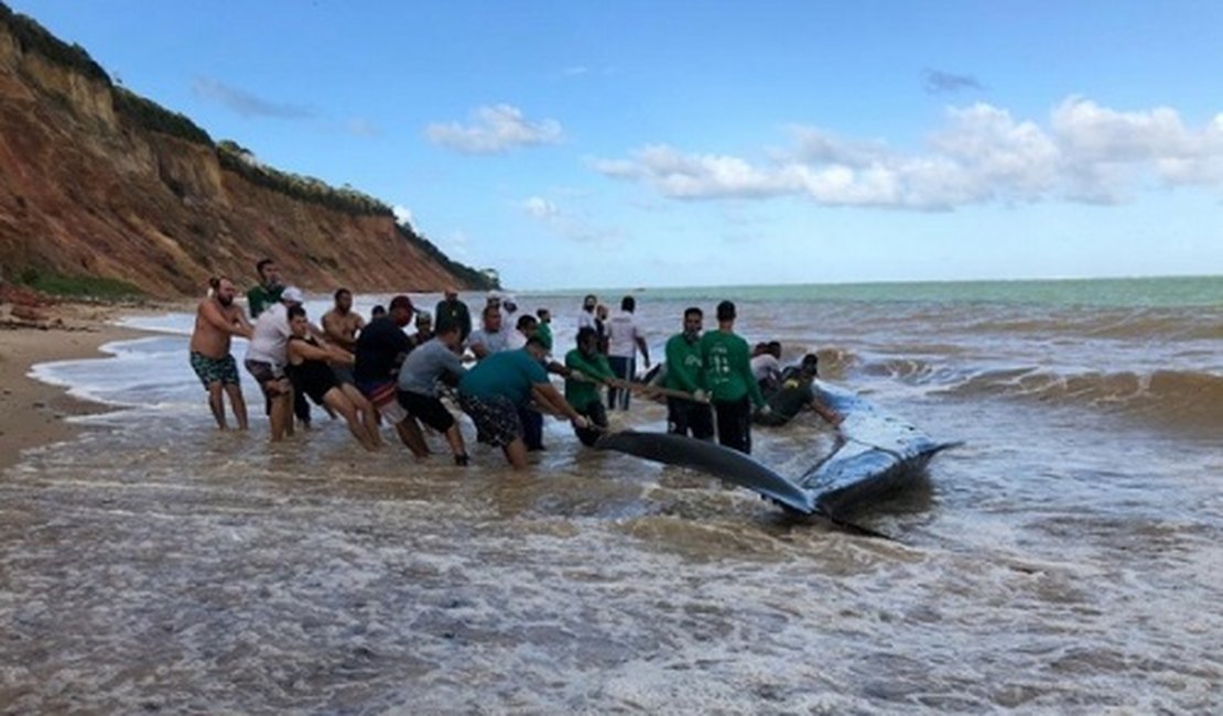 VÍDEO. Força-tarefa devolve baleia ao mar após 24h de encalhe na praia de Carro Quebrado