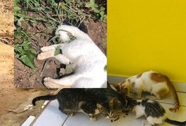 Morador de feira grande denuncia morte de animais por envenenamento