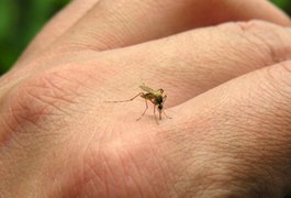 Alagoas deve começar a fazer exames para diagnosticar zika a partir de março