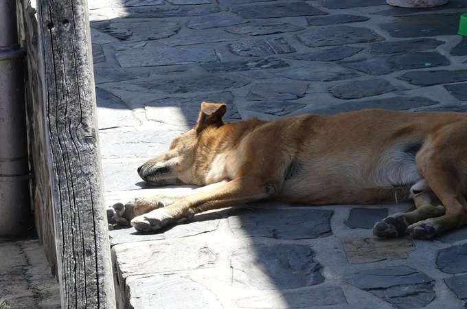 Polícia investiga ataque contra cinco cães em situação de rua em São Miguel dos Campos