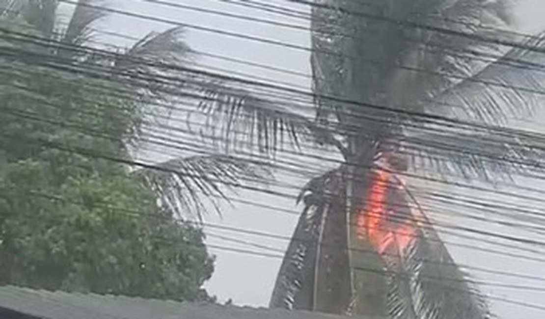 Raio atinge coqueiro e provoca incêndio durante fortes chuvas, em Arapiraca