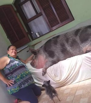 Mulher é enganada ao comprar mini porco em SP e animal vira 'princesa' com 250 kg