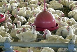 Ministério de Agricultura suspende feiras de aves para evitar gripe aviária no país